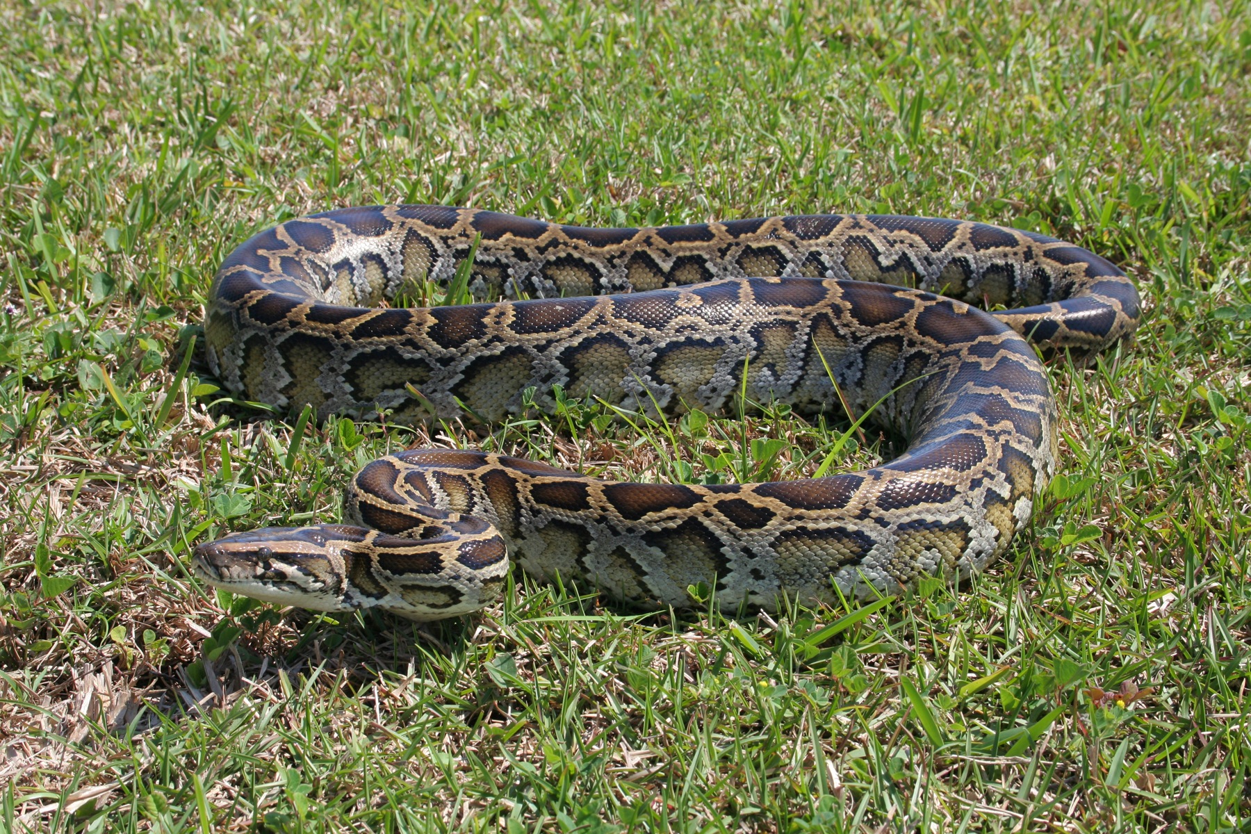 everglades burmese python